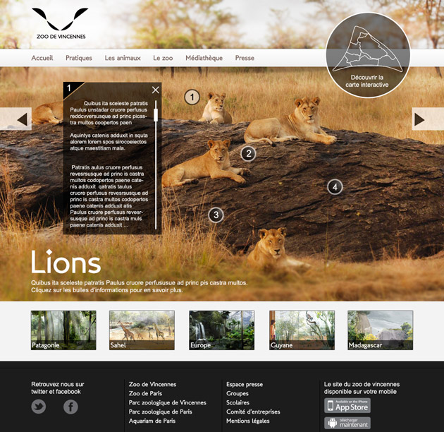 zoo-page-lion