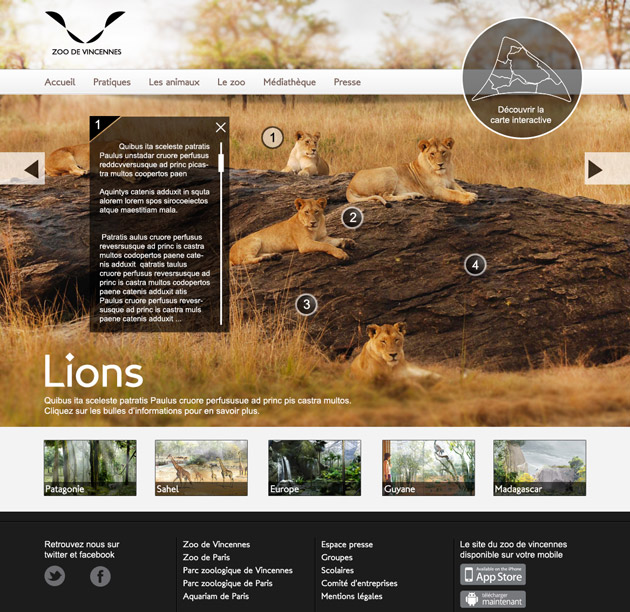 zoo-page-lion zoo-page-lion
